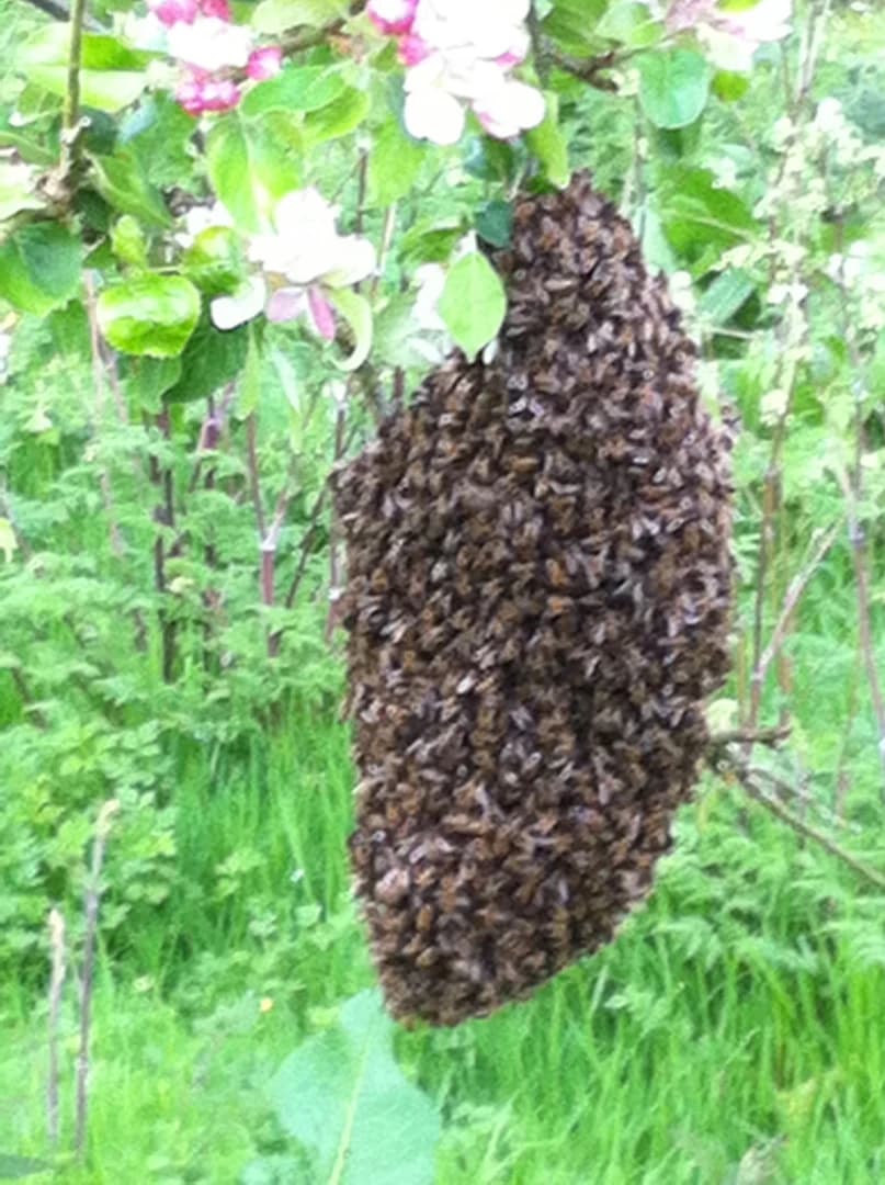 Wild bees among perry pear blossom in the orchard