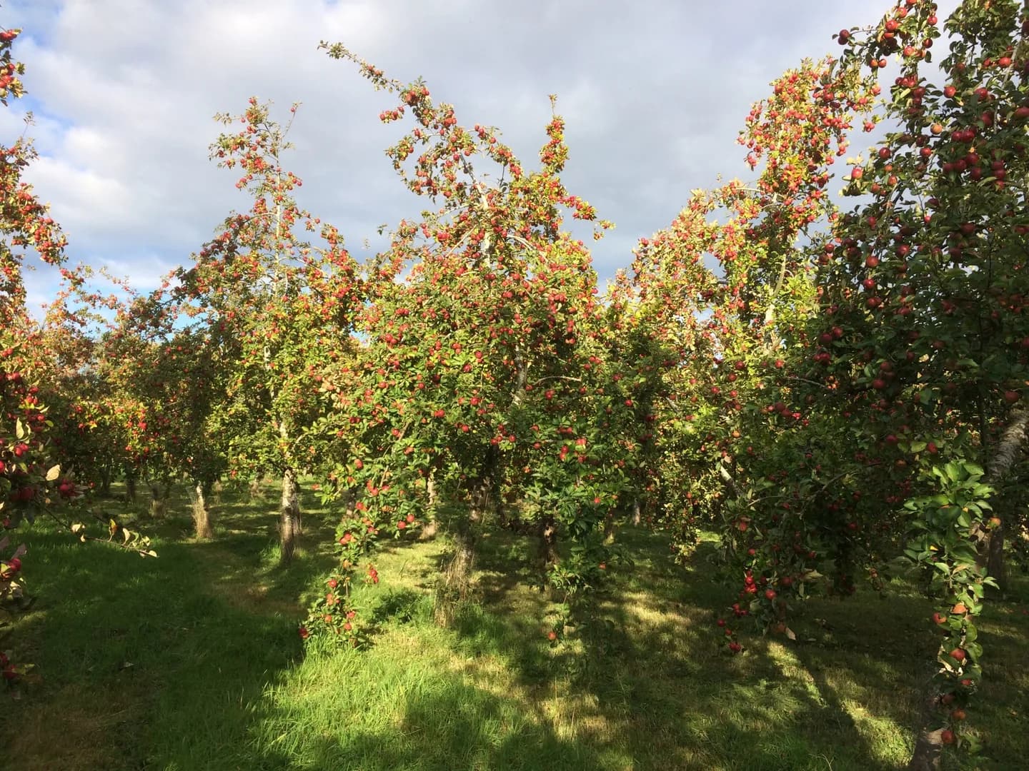 Perry pear orchard at Butford Organics