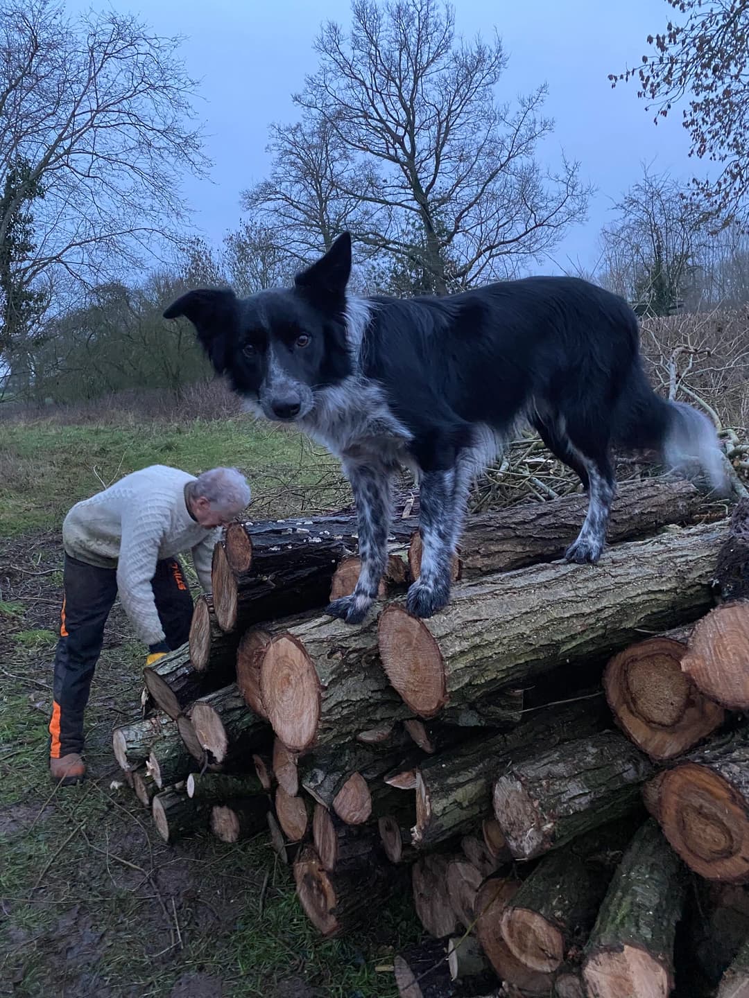 Wood heating system at Butford Organics