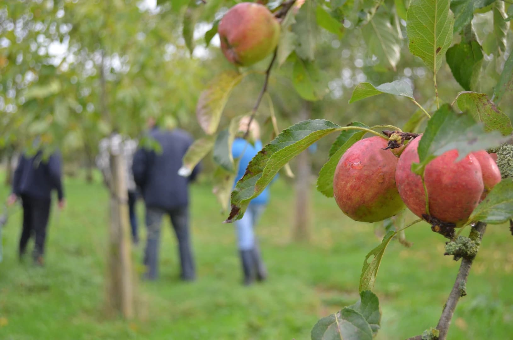 Cider tour with apples on tree