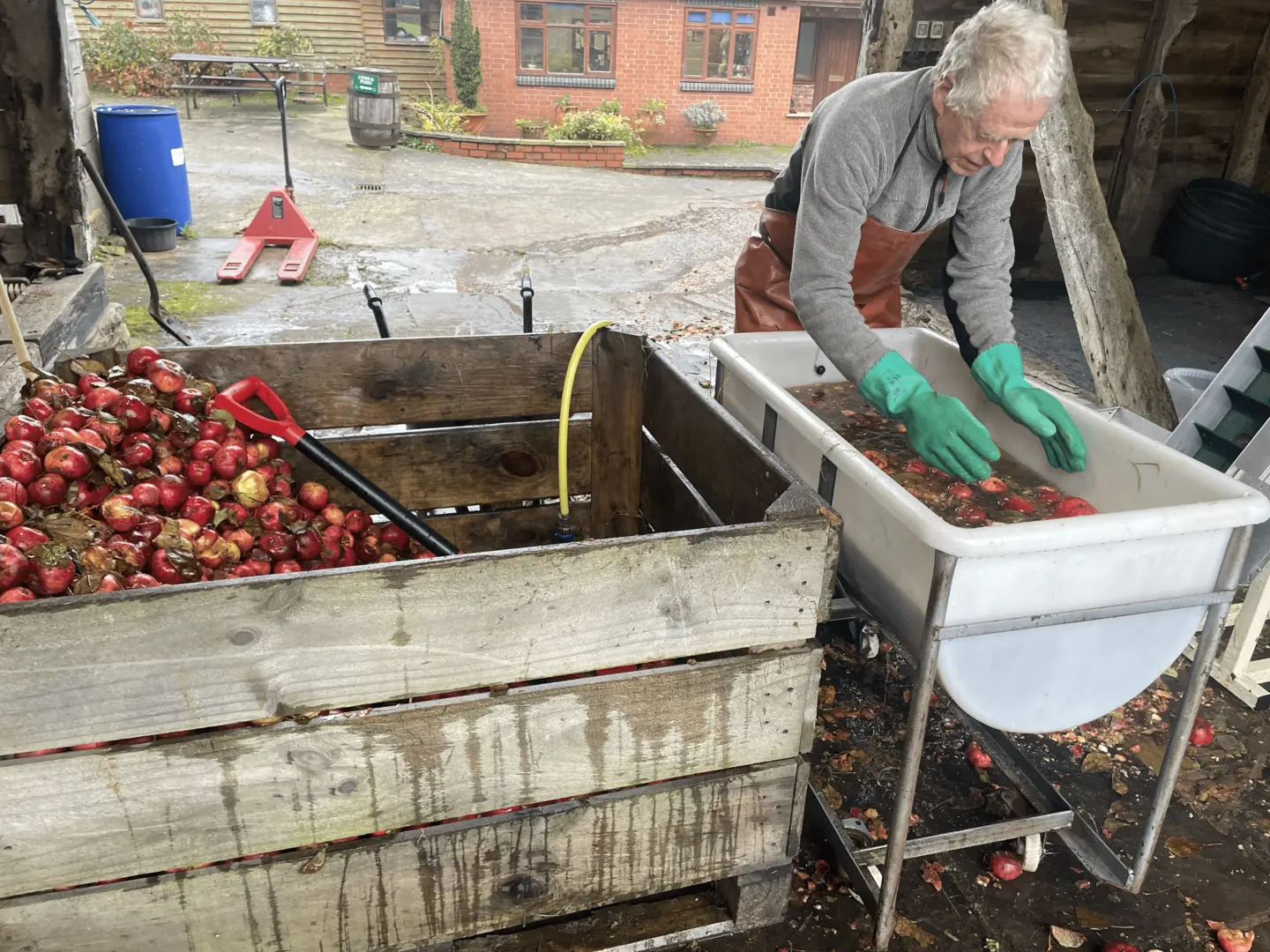 Apples being washed at Butford Organics