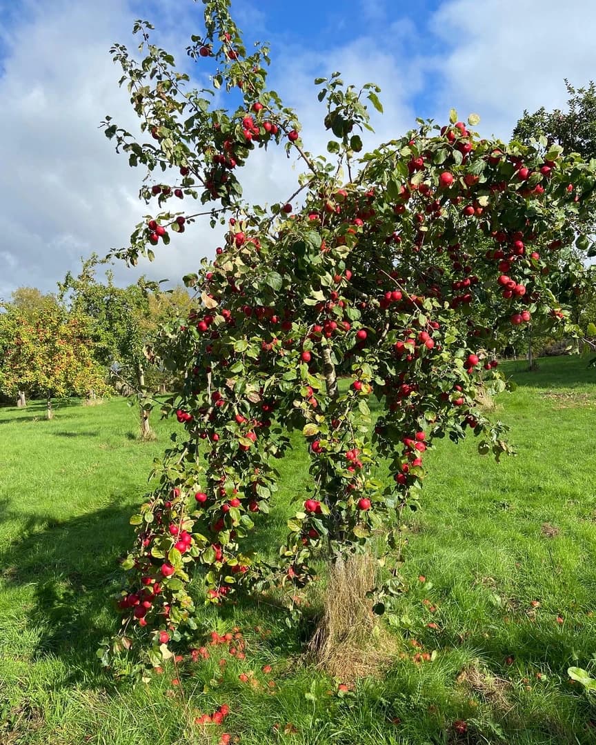 Mixed fruit orchard at Butford Organics