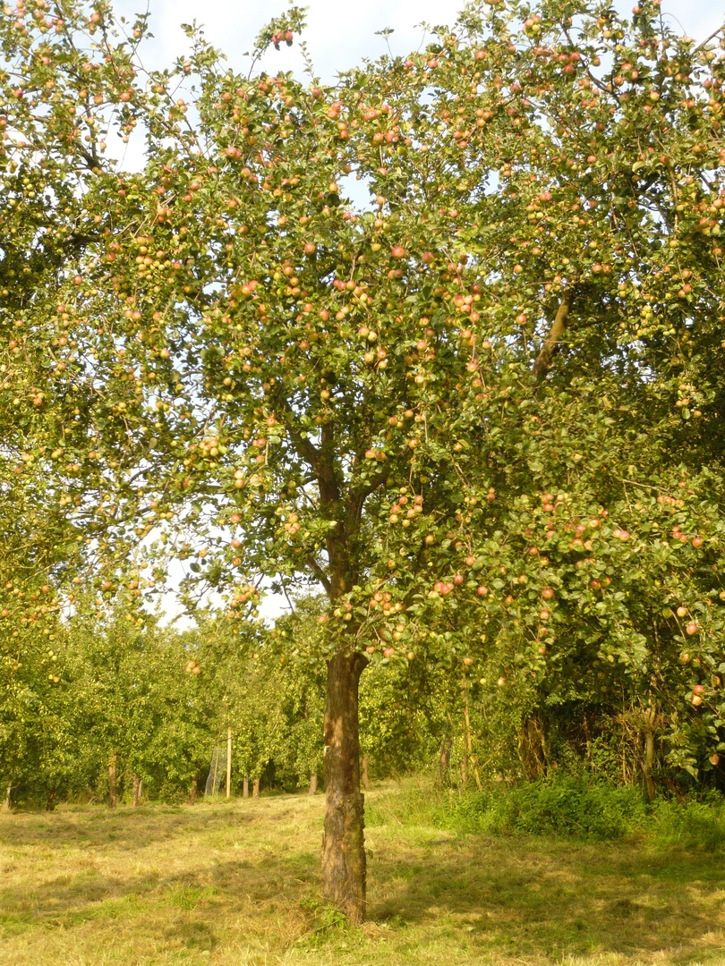 Apple-tree-full-of-apples