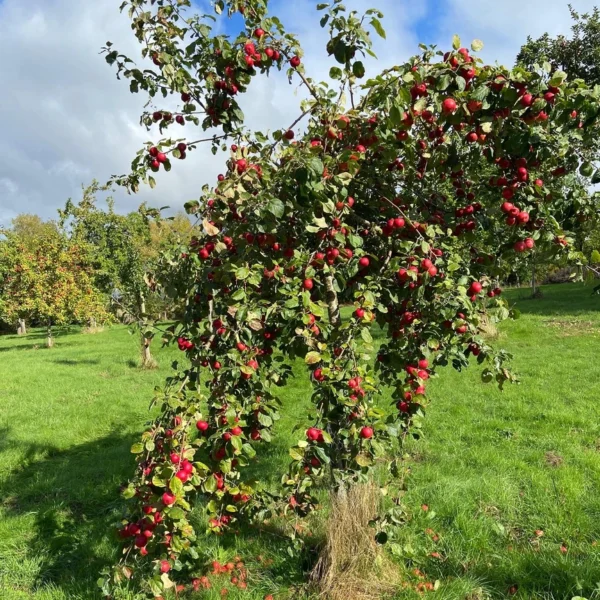 red-apple-tree-mixed-fruit-orchard